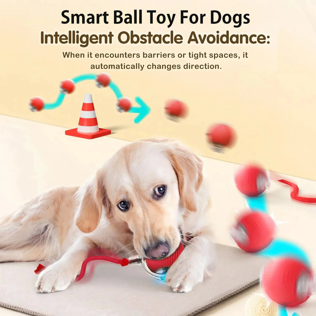 Motorised Ball for Dogs/Cats